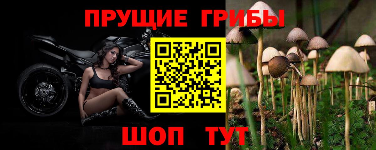Глазов  Псилоцибиновые грибы Psilocybe  Псилоцибиновые грибы GOLDEN TEACHER  Вход с VPN 